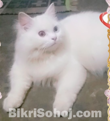Turkish angora persian cat
